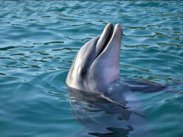 Indian Gangetic Dolphins gain unparalleled protection in India
