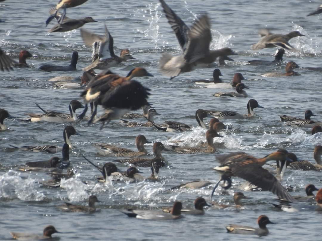 हर साल 460 मेहमान हर हाल में भारत पहुँचते हैं,