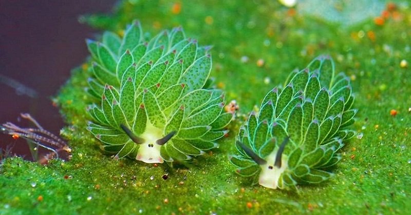 " Costasiella Kuroshimae The LEAF SHEEP"