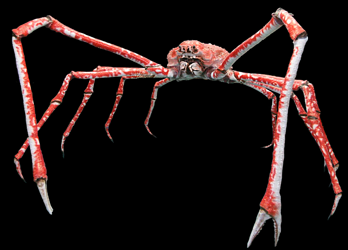 "JAPANESE SPIDER CRAB"