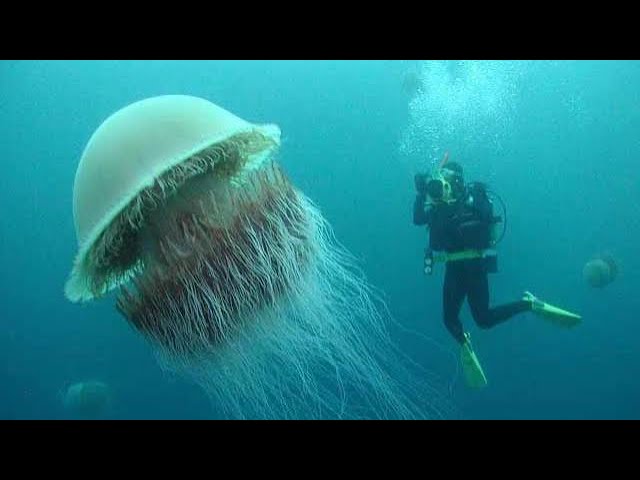 "LIONS MANE JELLY FISH"