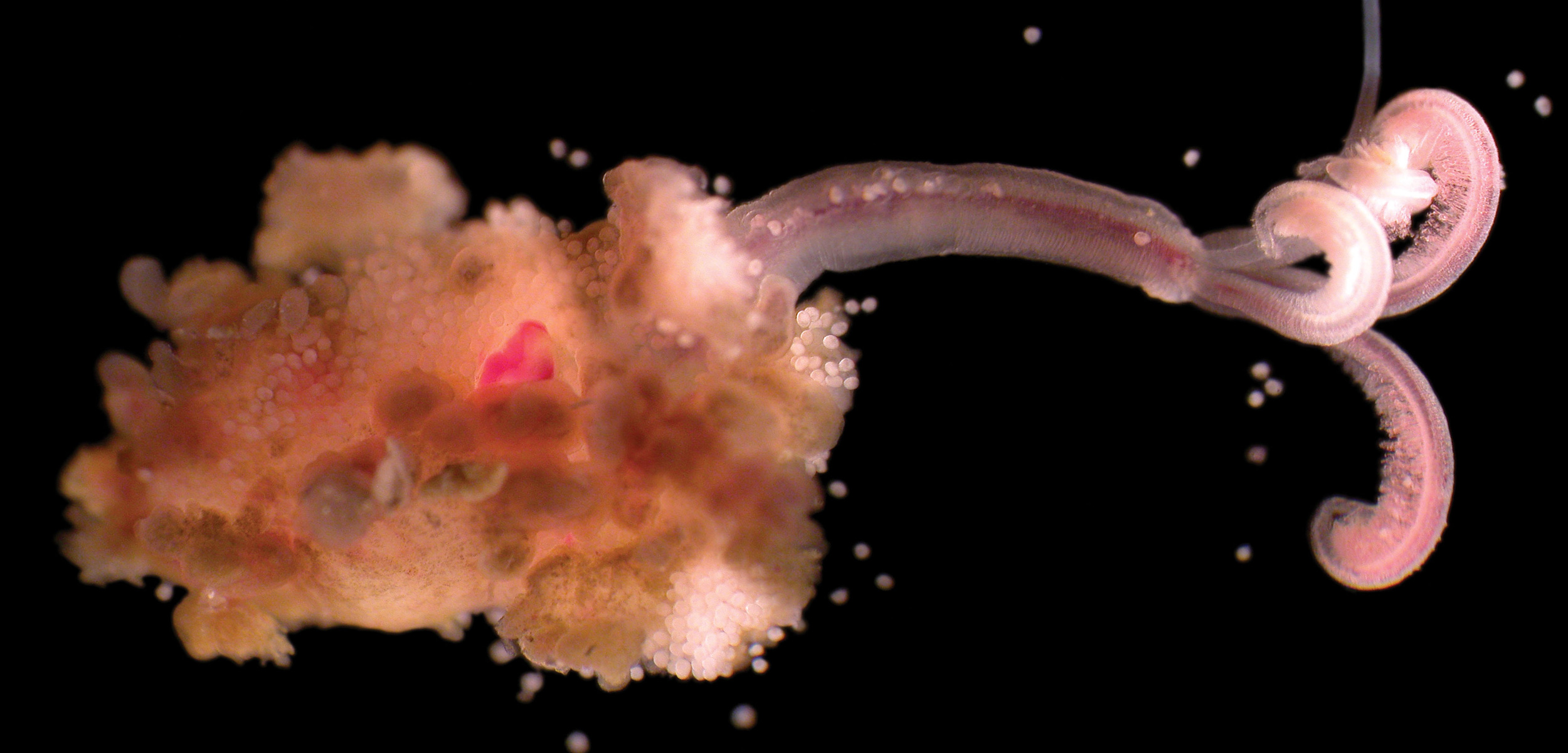 "ZOMBIE WORM"