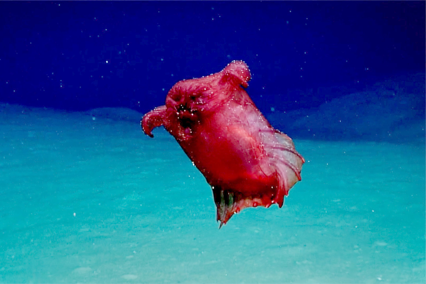 "HEADLESS CHICKEN FISH"