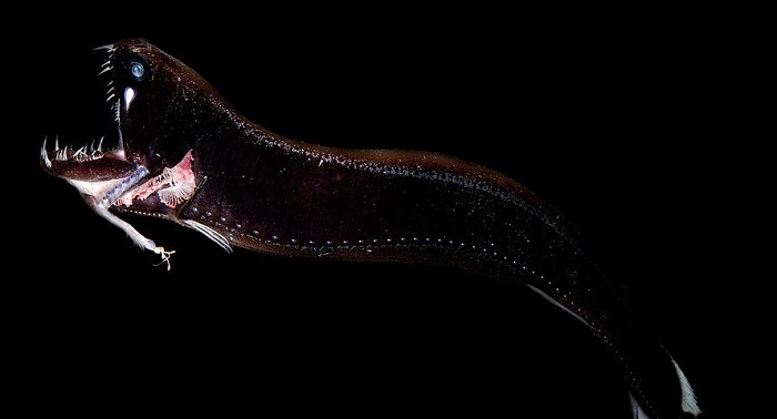 "BLACK DRAGON FISH"