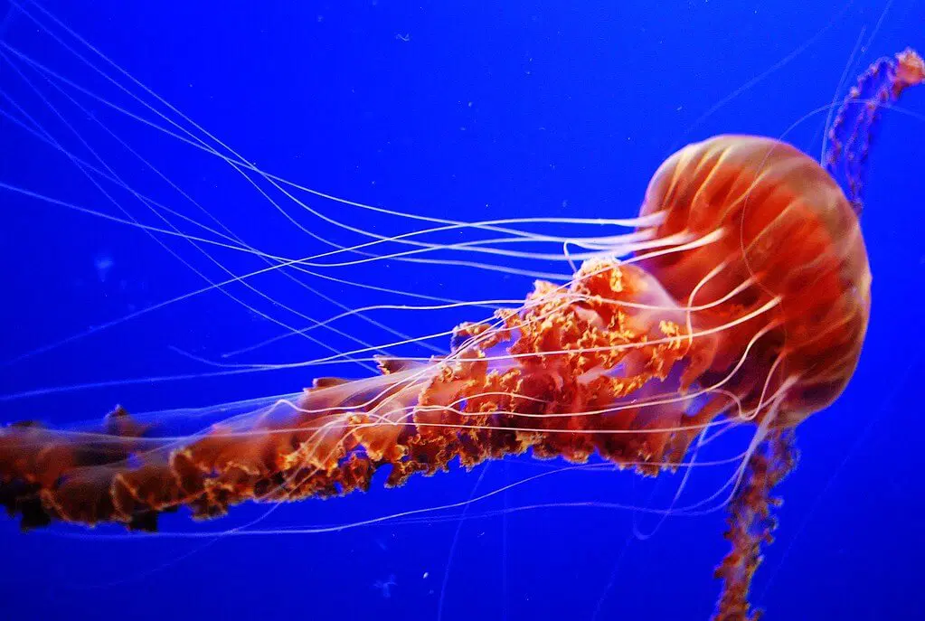 "LION's MANE JELLYFISH"