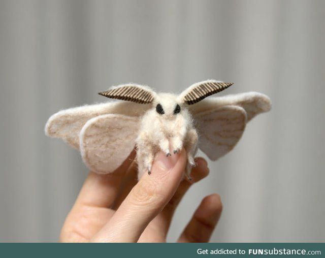 "VENEZUELAN POODLE MOTH"