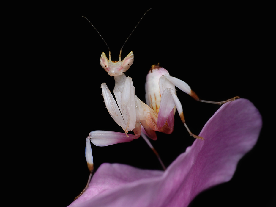 "ORCHID MANTIS"