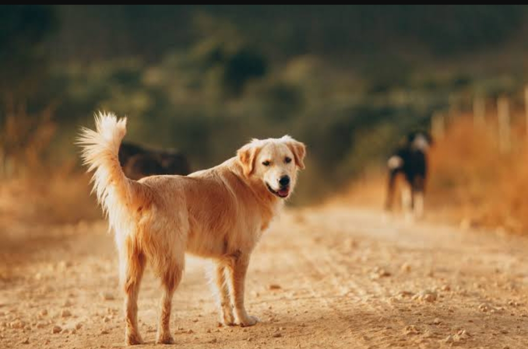 78 School Students given Anti Rabies Injection, after consuming dog leftover