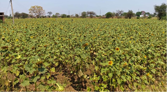 ग्रीष्मकालीन धान के बदले किसान सूरजमुखी की खेती की ओर अग्रसर किसान