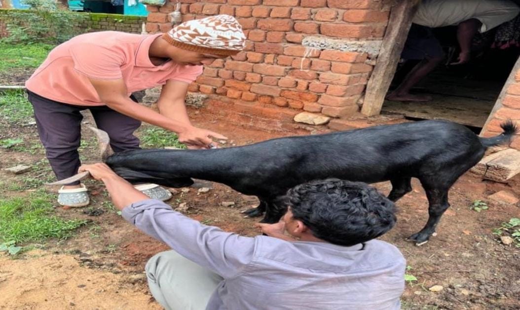 पशुधन को बीमारियों से बचाने के लिए टीकाकरण सबसे प्रभावी उपाय