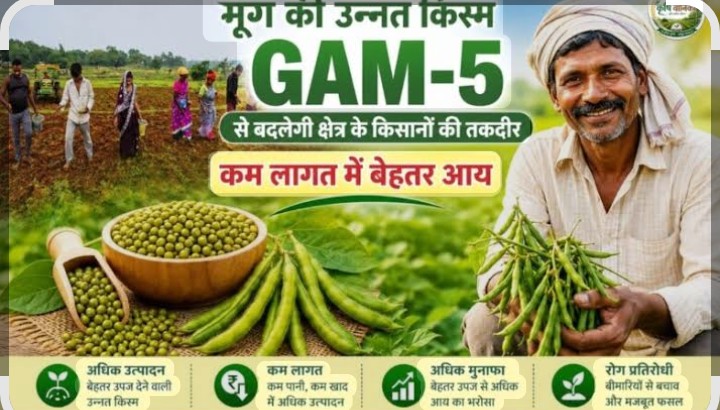 जीएएम-5 कम लागत में बेहतर आय का जरिया