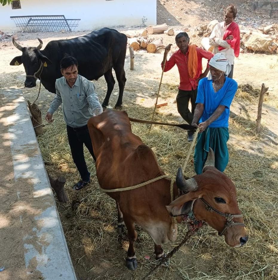 वैज्ञानिक पशुपालन से धमतरी के धनऊ सोनकर ने पेश की मिसाल