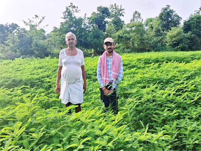 हरी खाद (ढैंचा) से प्राकृतिक खेती को मिलेगा बढ़ावा 