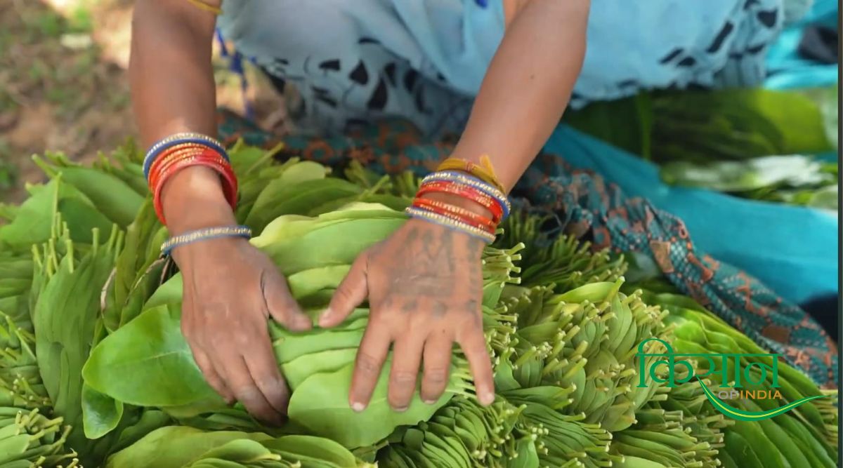 आर्थिक और सामाजिक समृद्धि: तेंदूपत्ता संग्राहक परिवारों के साथ बढ़ता छत्तीसगढ़