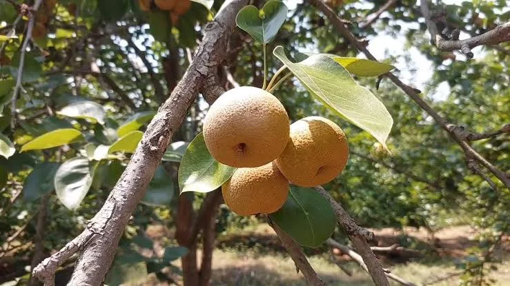 छत्तीसगढ़ में आदिवासी किसानों की नई उड़ान, जशपुर में 3500 एकड़ में नाशपाती-सेब की खेती