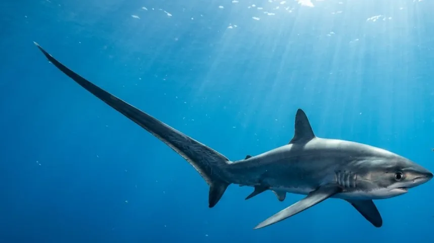 Meet the Living Whip: Evolution’s Masterstroke, the Thresher Shark