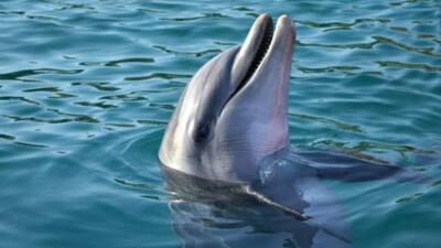 Indian Gangetic Dolphins gain unparalleled protection in India