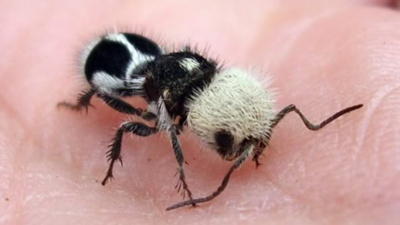 "PANDA ANTS"