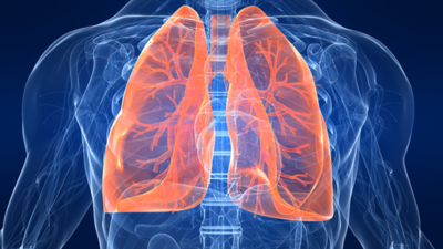 "LUNGS EXTENSIVE SURFACE AREA"