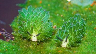 " Costasiella Kuroshimae The LEAF SHEEP"