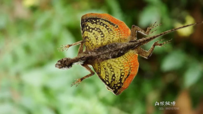 "THE FLYING LIZARD "