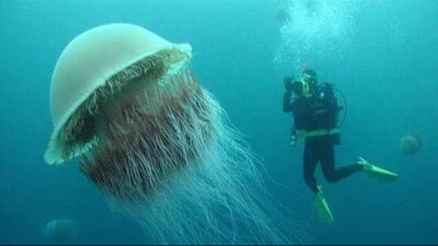 "LIONS MANE JELLY FISH"