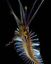 "SQUID WORM"