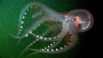 "TELESCOPE OCTOPUS"