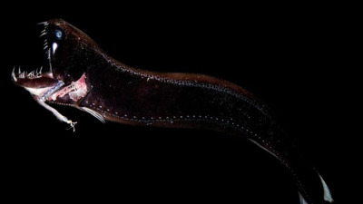 "BLACK DRAGON FISH"