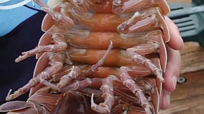 "GIANT ISOPOD"