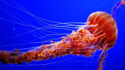 "LION's MANE JELLYFISH"