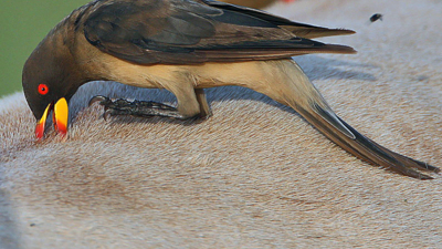 "OXPECKERS"