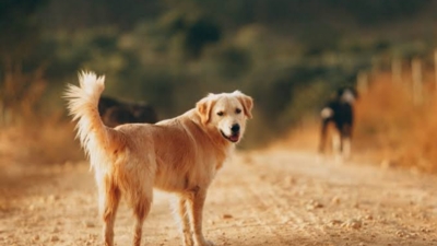 78 School Students given Anti Rabies Injection, after consuming dog leftover