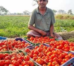 किसान लेखराम केवट बने आत्मनिर्भरता की मिसाल टमाटर की फसल ने बदली किस्मत