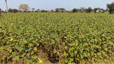 ग्रीष्मकालीन धान के बदले किसान सूरजमुखी की खेती की ओर अग्रसर किसान