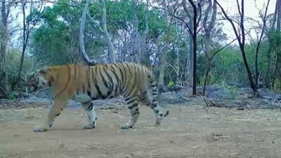 उदंती-सीतानदी में बाघिन की दस्तक, टाइगर रिजर्व के सुनहरे भविष्य की जगी उम्मीद