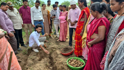 छत्तीसगढ़ के वनांचल में 'पीली क्रांति' से बदलेगी ग्रामीण अर्थव्यवस्था की सूरत