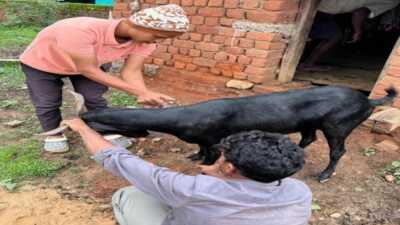 पशुधन को बीमारियों से बचाने के लिए टीकाकरण सबसे प्रभावी उपाय