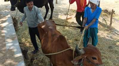वैज्ञानिक पशुपालन से धमतरी के धनऊ सोनकर ने पेश की मिसाल