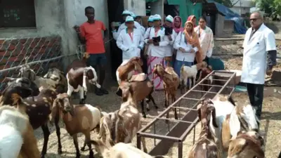 धमतरी की ‘पशु सखियाँ’ बनीं आधुनिक पशुपालन की मिसाल