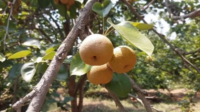 छत्तीसगढ़ में आदिवासी किसानों की नई उड़ान, जशपुर में 3500 एकड़ में नाशपाती-सेब की खेती