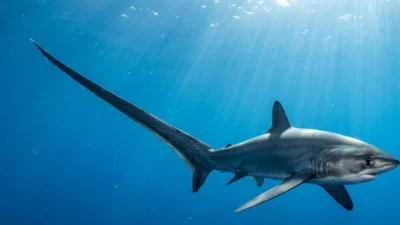 Meet the Living Whip: Evolution’s Masterstroke, the Thresher Shark